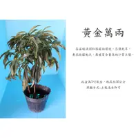 在飛比找蝦皮購物優惠-心栽花坊-黃金萬兩/5吋/觀果植物/室內應景好用/送禮盆栽/