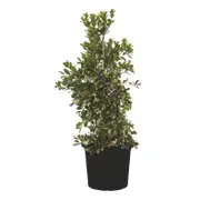 300mm Resilience Lilly Pilly - Syzygium australe Resilience