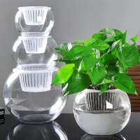 在飛比找Yahoo!奇摩拍賣優惠-花瓶 透明水養綠蘿花盆容器插花瓶圓球形魚缸器皿