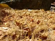 Coconut Husk Chips Clean Coconut Husk Fiber Orchids Anthurium Free shipping