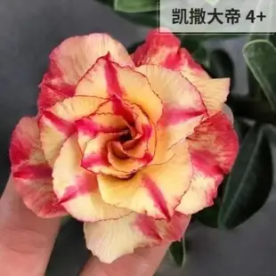 🌱沙漠玫瑰 藍色芭蕾名貴品種四季播種陽臺盆栽植物花卉種子 重辦沙漠玫瑰 玫瑰花 沙漠玫瑰種子