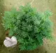 5吋盆 [芸香盆栽 超濃厚味道 有人用來防螞蟻] 活體香草植物盆栽, 可食用.料理或泡茶 ~ 半日照佳~ 先確認有沒有貨