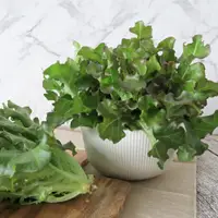 在飛比找蝦皮商城優惠-【源鮮智慧農場】紅橡木(120g/包) 萵苣 Lettuce