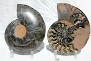 Dinosaur PAIR 1n100 BLACK Ammonite XXXLARGE 200mm 110myo FOSSIL 8.0" 1004ou