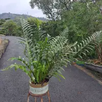 在飛比找蝦皮購物優惠-崖薑蕨，崖薑蕨與其他蕨類共生體。一米高的業子一尺寬的簡易陪養