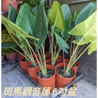 在飛比找蝦皮購物優惠-斑馬觀音蓮 (c)6吋盆一棵600這只能宅配