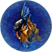 Slipmat Slip Mat Pad Felt for 12" Turntable LP DJ Record Player FIGHTING FISH