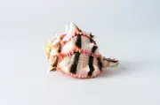 Brassica Murex Phyllonotus erythrostomu Hermit Crab Sea Shell 3"-4"(1 pc) #JC-36