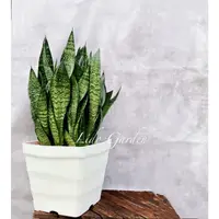 在飛比找蝦皮購物優惠-虎尾蘭。一尺盆綠虎皮蘭#Sansevieria Zeylan