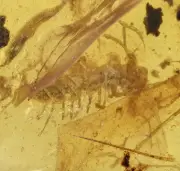 Diplopoda (Millipede), Fossil insect inclusion in Burmese Amber