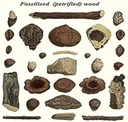 Fossilised (Petrified) Wood Vintage Art Reproduction by Buyenlarge One of Many Rare and Wonderful Images Brought Forward in time I Hope They Bring You Pleasure Each and Every time You