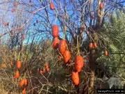 Buy Jujube Admiral Wilkes Fruit Trees (Ziziphus jujuba)