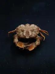 Calappa gallus box crab taxidermy. 73mm oddity Sea shell Marine #12240