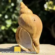 Large Neptunea contraria Fossil Gastropod – Pliocene Red Crag Formation –