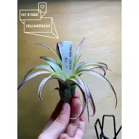 在飛比找蝦皮購物優惠-空氣鳳梨 空鳳 愛結 限量品 Tillandsias lov