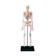 Human Bone Model Human Skeleton Model with Movable Arms and Legs for Kids