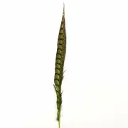 10" to 20" Lady Amherst Pheasant Side Tail Feather - Lime Green