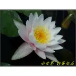 水世界蓮花~極品耐寒系睡蓮【觀音蓮】粉蛋白石 成株