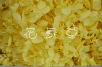 在飛比找Yahoo!奇摩拍賣優惠-黃色不凋繡球 日本進口 大地農園 不凋花 永生花 恆星花 花