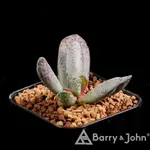 ｜特白紫天章｜ADROMISCHUS SCHULDTIANUS｜