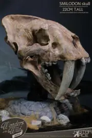 Smilodon Sabre Tooth Tiger Skull Fossil Replica by Star Ace 071SA11
