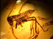 Superb Cricket Nymph with Fungus Gnat in Baltic Amber Fossil Gemstone