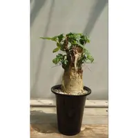 在飛比找蝦皮購物優惠-Commiphora unilobata 有你沒藥 種子