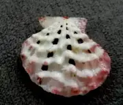 Mirapecten moluccensis 28 mm F+++/gem Albino white Collection"