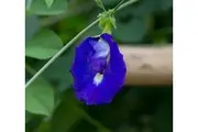 BUTTERFLY PEA / Asian pigeonwings / Darwin Pea seeds - Standard Packet