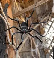55" Poseable Hairy Joints Black Wolf Spider Halloween Prop