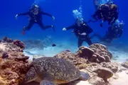 Open Water Scuba Diver Course - Mooloolaba
