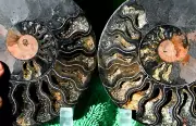 Large Black Ammonite Pair 167mm Crystals XXLarge 6.6" 110myo fossil a3732yy