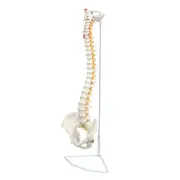 Axis Scientific Spine Model 34" Life Size Spinal Cord Model With Vertebrae NEW