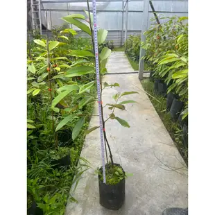 榴槤苗 正宗馬來西亞黑刺品種嫁接苗 盆栽