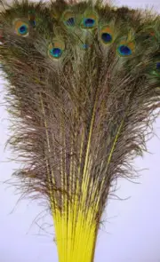 25 Pcs DYED PEACOCK Tail Feathers 30"-35" YELLOW; Costume/Centerpiece