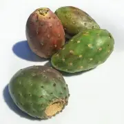 Kejora Fresh Nopales Prickly Cactus Pears 2 - 3 lbs