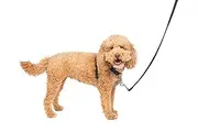 3 in 1™ Harness and Car Restraint by PetSafe (Small)