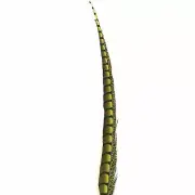 30" to 38" Lady Amherst Pheasant Side Tail Feather - Yellow ((SECONDS))