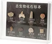 CHILDWEET Interactive Paleontology Sample Kit of Decorative Specimens for Boys and Girls Students and Enthusiasts