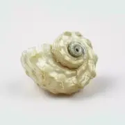 Large Frog Snail Shells Conch Natural Seashell Beach Q0B1 Decoration Home Best