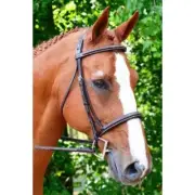 Black Oak by KL Select Aster Bridle