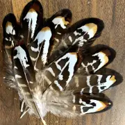 Natural Reeves Real Pheasant Feathers 10pcs 8-12cm DIY Art Craft Millinery