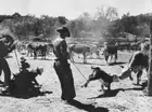 Round up time for branding cows in Arizona 1960 Historic Old Photo