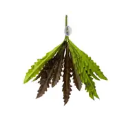Reptile One Hanging Plant Birds Nest Fern Red Green w/ Suction Cup 40cm (46706)
