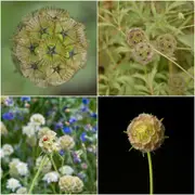 Scabiosa - Drumstick Pincushion seeds
