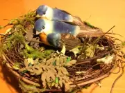Home Sweet Home Two Birds In A Nest