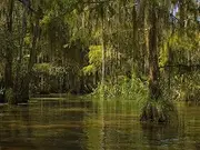 7x5FT Swamp Bayou Honey Island River backdrops Computer Printed Jungle Party Wall Background lyshu-2019422339