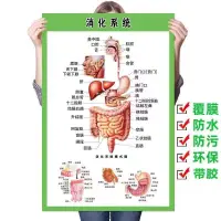 在飛比找蝦皮購物優惠-3.23 熱賣 人體器官圖腸道消化系統示意圖人體器官結構掛圖