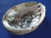 Sea Shell Seashells 5.2" Green Abalone Shell. India.