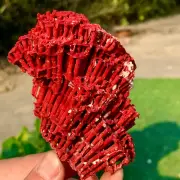 68G Natural Red coral reef Cluster Obean Mineral Crystal Specimen